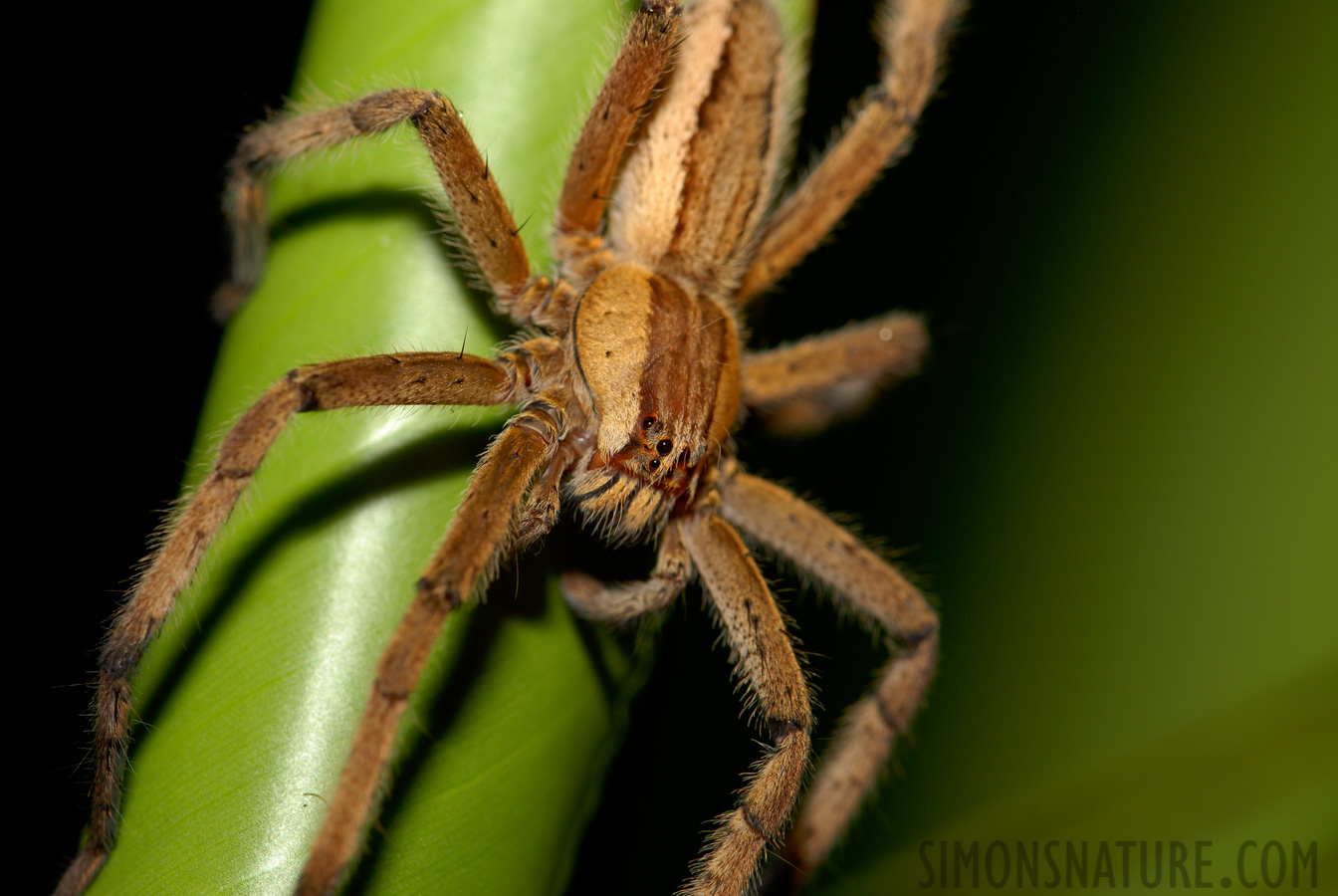 Pacuare Lodge [105 mm, 1/60 Sek. bei f / 10, ISO 100]